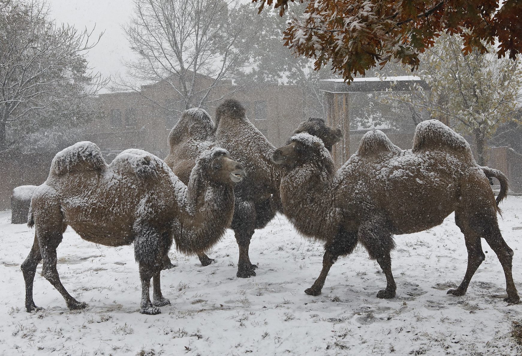 First snow covers the Zoo